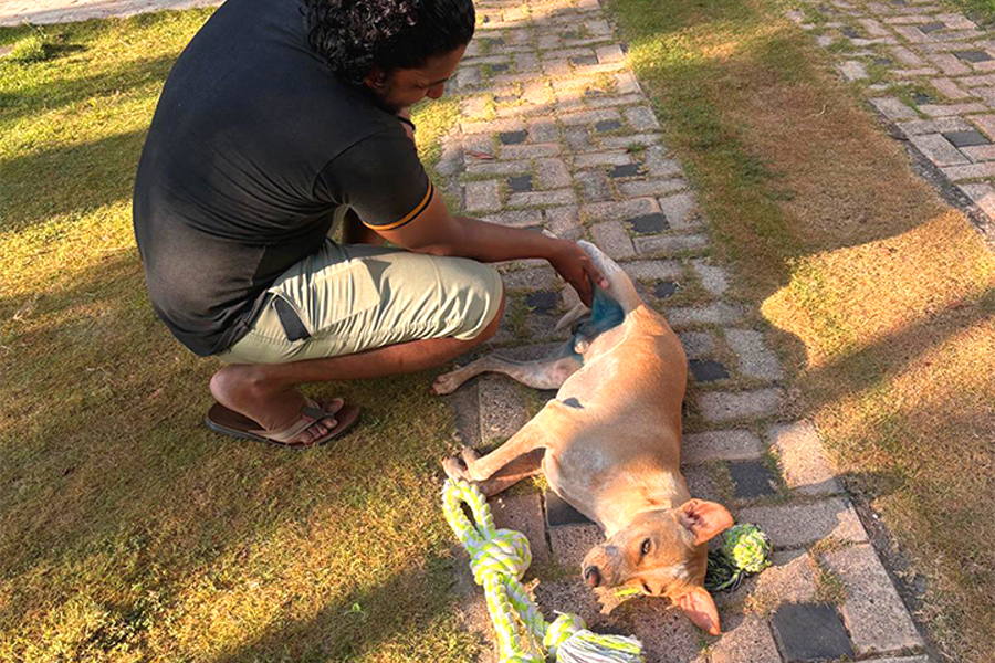A dog resting comfortably while being monitored