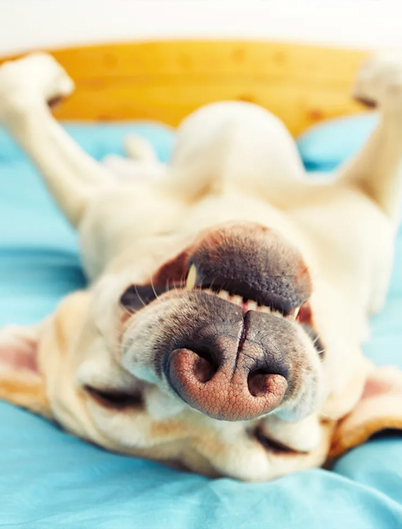 A dog resting comfortably in a shaded garden area